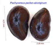 Pachycereus pecten-aboriginum.jpg